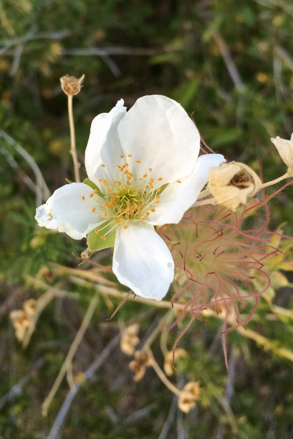 Apache Plume